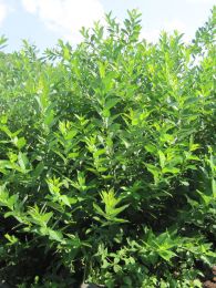 Salix syrticola